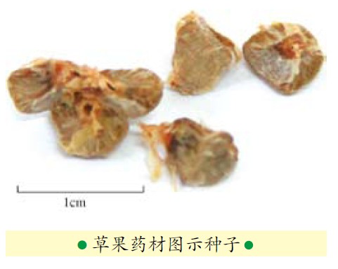 祛濕健脾大良方：化濕藥